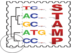 STAMP image